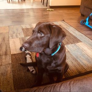 Meet your Posher, Brandi